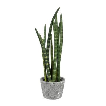 Decoración suculenta Sanseveria cylindrica FRINKAN en maceta de cemento, verde-amarillo, 45 cm