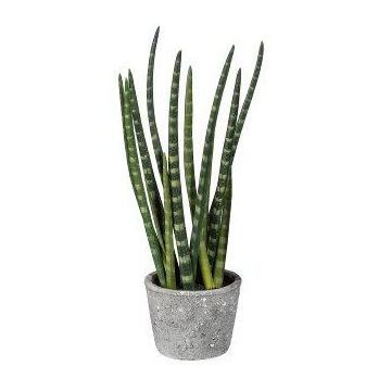 Decoración suculenta Sanseveria cylindrica FRINKAN en maceta de cemento, tupida, verde-amarillo, 45 cm