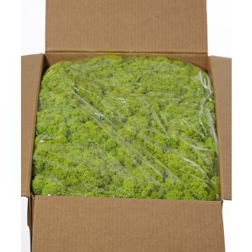 Musgo islandés auténtico SVEINBJÖRN, verde claro, 5 kg