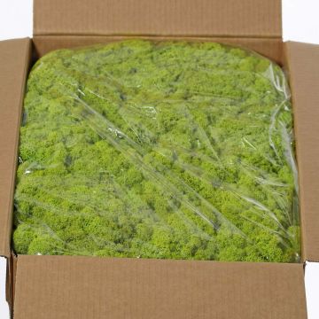 Musgo islandés auténtico SVEINBJÖRN, verde claro, 5kg