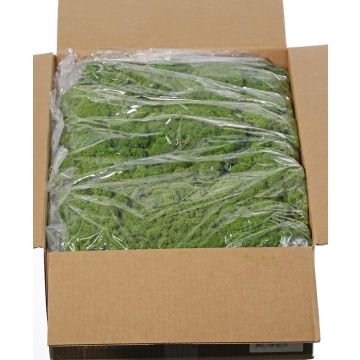 Musgo islandés auténtico SVEINBJÖRN, verde, 5 kg