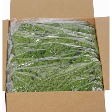 Musgo islandés auténtico SVEINBJÖRN, verde, 5kg