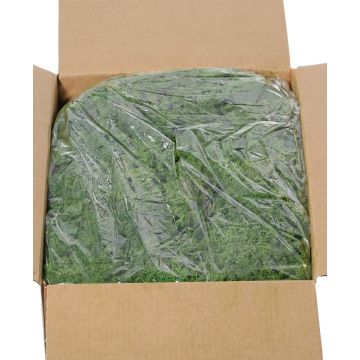 Musgo islandés auténtico SVEINBJÖRN, verde oscuro, 5 kg
