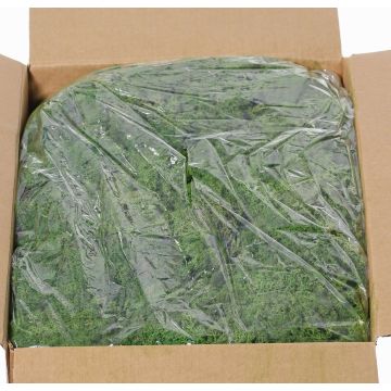 Musgo islandés auténtico SVEINBJÖRN, verde oscuro, 5kg