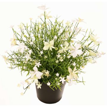 Flor decorativa impatiens GISINDA en maceta decorativa, blanco-verde, 25cm
