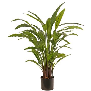 Planta decorativa Calathea Rufibarba LEINANI, verde, 80 cm