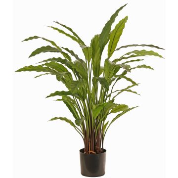 Planta decorativa Calathea Rufibarba LEINANI, verde, 80cm Planta decorativa Calathea Rufibarba LEINANI, verde, 80cm