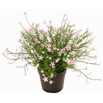 Flor decorativa impatiens GISINDA en maceta decorativa, rosa, 25cm