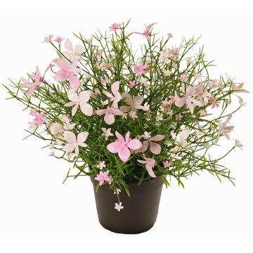 Flor decorativa GISINDA en maceta decorativa, rosa-crema, 25cm