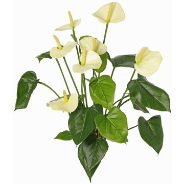 Anturio artificial NAKITA en varilla, crema, 50cm