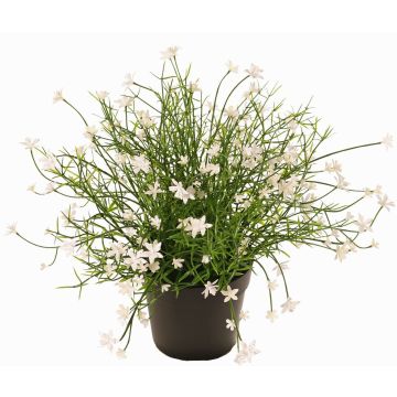 Flor decorativa GISINDA en maceta decorativa, blanca, 25cm