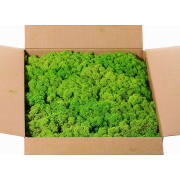 Musgo islandés auténtico SVEINBJÖRN, verde manzana, 5kg