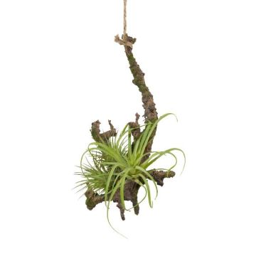 Arreglo decorativo de tillandsia stricta SNARFY en rama, colgante, verde, 15 x 16 cm