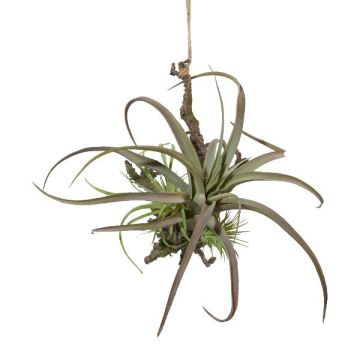 Arreglo decorativo de tillandsia stricta SNARFY en rama, colgante, verde, 21 x 27 cm