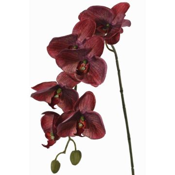 Orquídea Phalaenopsis artificial LARDUEN, rojo burdeos, 75cm, Ø10cm Orquídea Phalaenopsis artificial LARDUEN, rojo burdeos, 75cm, Ø10cm