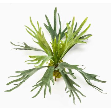 Helecho Asplenium artificial CHARLS, vara fijación, verde, 45cm, Ø80cm Helecho Asplenium artificial CHARLS, vara fijación, verde, 45cm, Ø80cm