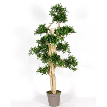 Podocarpus decorativo MIRANA, tronco natural, verde, 150 cm - Fabricado en Italia