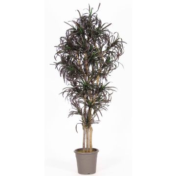 Dracaena Marginata falsa KIMANORA, troncos naturales, verde-rojo, 175 cm - Fabricado en Italia
