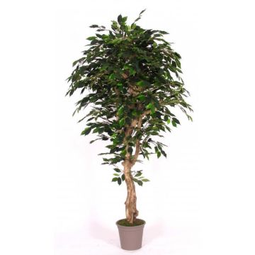 Ficus Benjamini artificial YANEXY, troncos naturales, verde, 175 cm - Fabricado en Italia