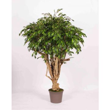 Ficus Lisianthus artificial, tronco real, verde, 225 cm - Fabricado en Italia Ficus Lisianthus artificial, tronco real, verde, 225 cm - Fabricado en Italia