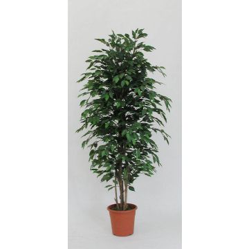 Ficus benjamina decorativo KONRADE, troncos reales, verde, 125 cm - Fabricado en Italia Ficus benjamina decorativo KONRADE, troncos reales, verde, 125 cm - Fabricado en Italia
