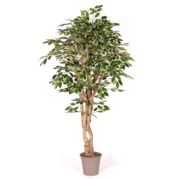 Ficus Benjamini artificial YANEXY, troncos naturales, verde-blanco, 175 cm - Fabricado en Italia