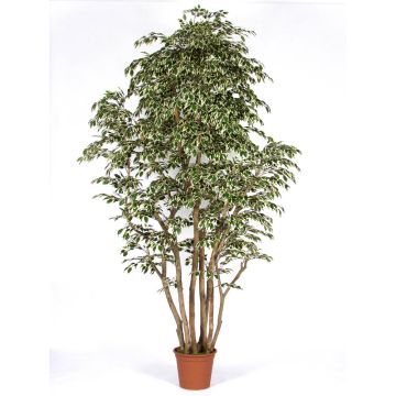 Ficus benjamini artificial MIMITIGO, troncos reales, verde-blanco, 250 cm - Fabricado en Italia
