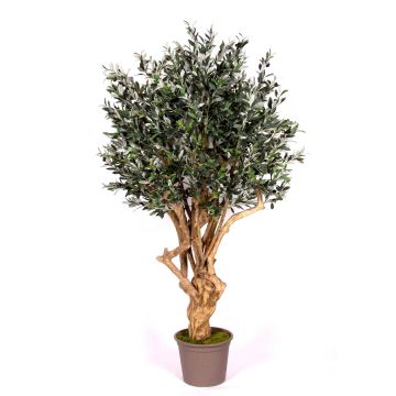 Olivo artificial COTARIO, tronco real, con frutos, 200 cm - Fabricado en Italia Olivo artificial COTARIO, tronco real, con frutos, 200 cm - Fabricado en Italia