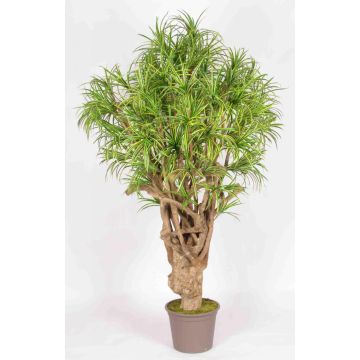 Dracaena Reflexa Jamaica KAREG artificial, tronco real, verde-amarillo, cruzado, 225 cm - Fabricado en Italia