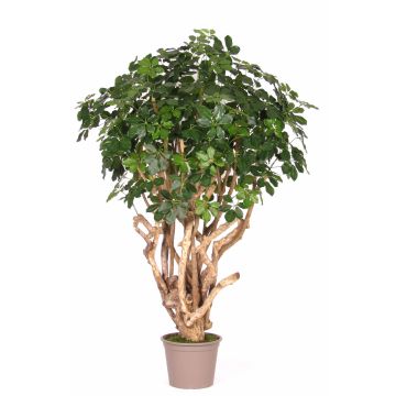 Schefflera falsa TIERNO, tronco real, verde, 200 cm - Fabricado en Italia Schefflera falsa TIERNO, tronco real, verde, 200 cm - Fabricado en Italia