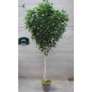 Decoración abedul blanco HUBERTINE, troncos naturales, verde, 400 cm - Fabricado en Italia