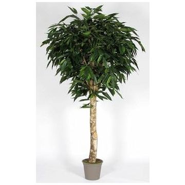 Longifolia artificial YANIRA, tronco real, verde, 200 cm - Fabricado en Italia