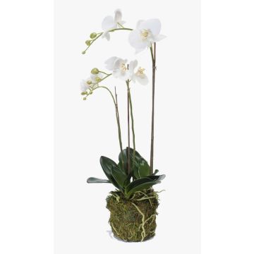 Orquídea Phalaenopsis artificial PABLA lecho musgo, blanco, 70cm, Ø7-12cm Orquídea Phalaenopsis artificial PABLA lecho musgo, blanco, 70cm, Ø7-12cm