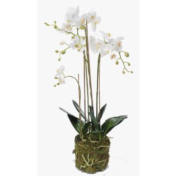 Orquídea Phalaenopsis artificial PABLA lecho musgo, blanco, 80cm, Ø8-11cm Orquídea Phalaenopsis artificial PABLA lecho musgo, blanco, 80cm, Ø8-11cm