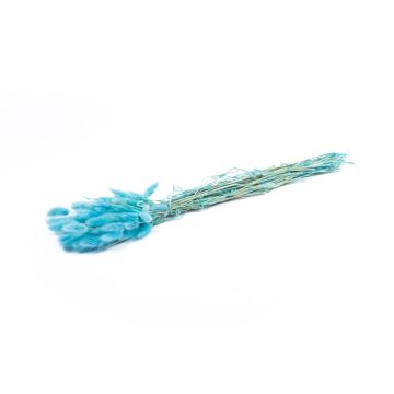 Hierba Lagurus seca BORKA, ramillete, turquesa, 55-75 cm, Ø 12 cm