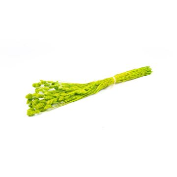 Hierba canaria seca BRAGILA en ramillete, verde manzana, 50-75 cm, Ø 12 cm