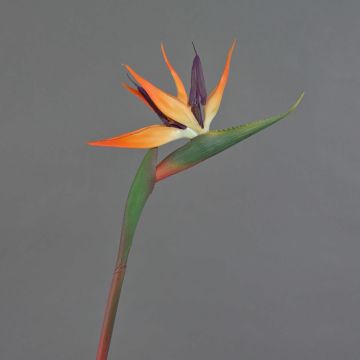 Flor decorativa de Strelitzia DONGLIN, naranja-morado, 85cm Flor decorativa de Strelitzia DONGLIN, naranja-morado, 85cm