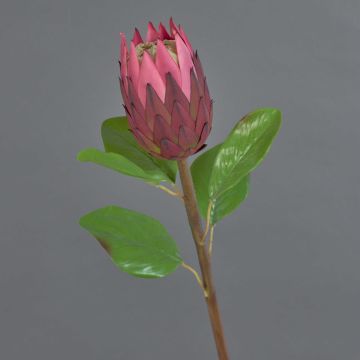 Protea decorativa AZHEN, violeta, 65cm Protea decorativa AZHEN, violeta, 65cm