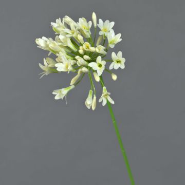 Agapanthus artificial ASONG, crema, 75cm