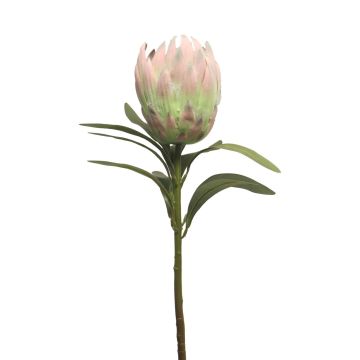 Protea decorativa JIAHUI, rosa-verde, 70cm Protea decorativa JIAHUI, rosa-verde, 70cm