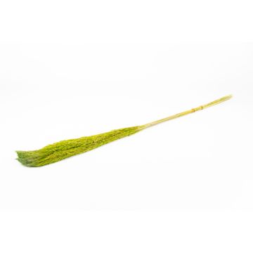 Ramo de juncos secos DONJETA, verde manzana, 115-120 cm, Ø 15 cm