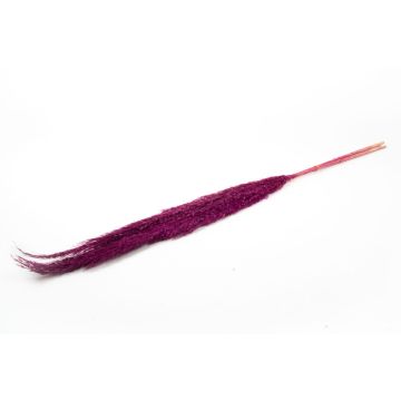 Ramo de juncos secos DONJETA, violeta, 115-120 cm, Ø 15 cm
