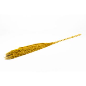 Ramo de juncos secos DONJETA, curry, 115-120 cm, Ø 15 cm