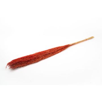 Manojo de juncos secos DONJETA, rojo, 115-120 cm, Ø 15 cm