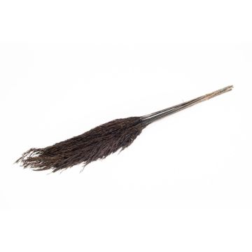Manojo de juncos secos DONJETA, negro, 70-80cm, Ø15cm Manojo de juncos secos DONJETA, negro, 70-80cm, Ø15cm
