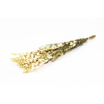 Ramo seco de espuelas de caballero AITHANA, color crema, 70 cm, Ø 18 cm