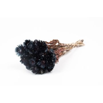 Ramo de flores secas BIBIANA, negro, 30-40 cm, Ø 15 cm