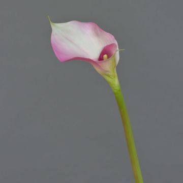 Callas artificial MARIOLA, rosa-blanco, 80cm, 8x15cm