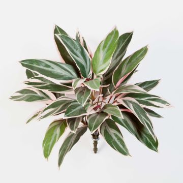 Cordyline sintética THAIS, en vara de fijación, verde-rosa, 50cm