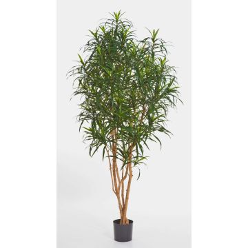 Dracaena Anita artificial KAYLIN, troncos naturales, verde, 180cm